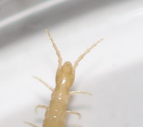 Geophilus flavus